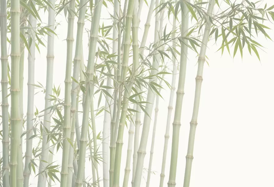 Valokuvatapetti Tiheä bambumetsä, jossa korkeat bambun varret ja vihreät lehdet pehmeää, utuista taustaa vasten w08237