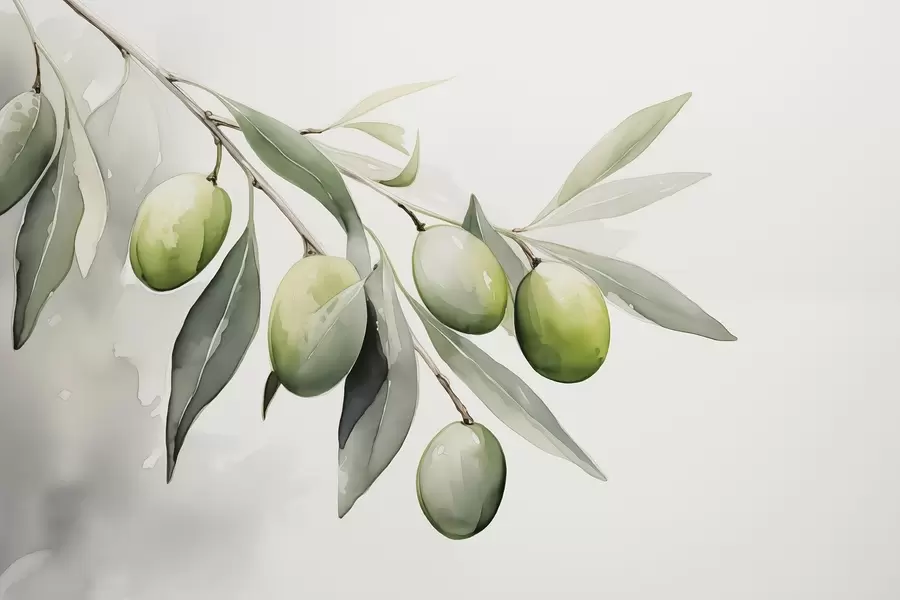 Valokuvatapetti Oksi vihreitä oliiveja märkä akvarelli w02042