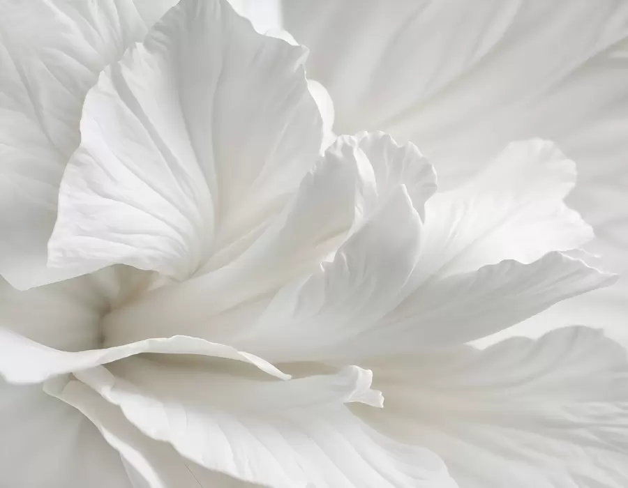 Valokuvatapetti Abstrakti minimalistinen tuloste herkästä valkoisesta kukasta, jossa on pehmeät, samettiset terälehdet w08424