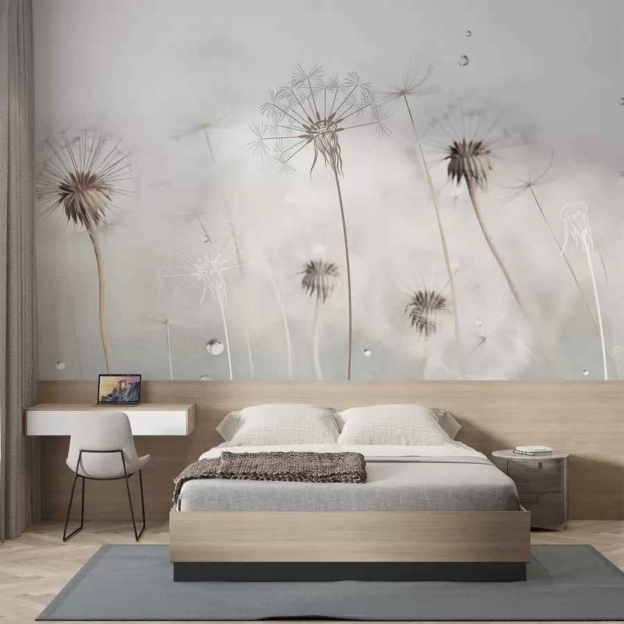 Valokuvatapetti Vesipisaroita sisältävät voikukat, valkoinen tausta, lähikuva, pehmeä valo, luonto, kasvitieteellinen, eteerinen, herkkä, minimalistinen w09399