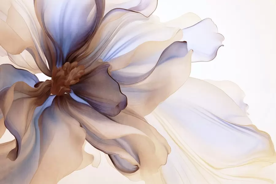 Valokuvatapetti Yksityiskohtainen, suurikokoinen kukka, jossa on valkoisia, sinisiä ja ruskeita terälehtiä, valkoisella taustalla w09498