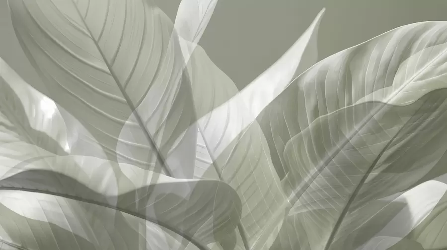 Valokuvatapetti Suuret lehdet w04901