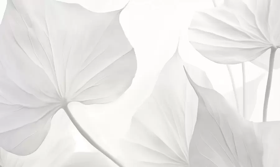 Valokuvatapetti Lehdet w05080